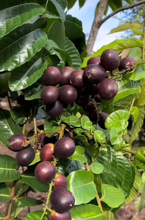 Matoa Black (કાળો મટોઆ)